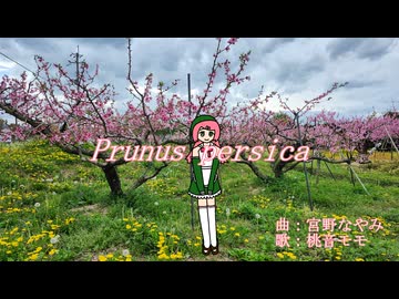 【UTAUオリジナル】Prunus persica / 宮野なやみ feat. 桃音モモ