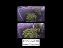 植物は二酸化炭素が多い方が成長が早いのか？実験：上段（通常の大気中のCO2濃度のみ） 下段（CO2を補給して濃度を高めた状態）　　結論：二酸化炭素削減なんて馬鹿げている