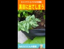 ミニトマトとバジルを一緒に育てた結果
