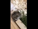 牧草大好きみたいです□　#ハムスター #hamster #shorts