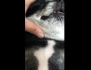 #ペットロス #癒し #癒し動画 #犬 #いぬすたぐらむ #いぬ #チワワ #ちわわ #shorts