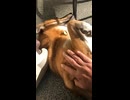 保護犬さん　#shorts