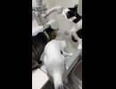 保護猫さん