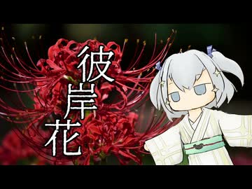 【植物ソング投稿祭2026】「彼岸花」 / turugina feat. 玉姫(VoiSona)