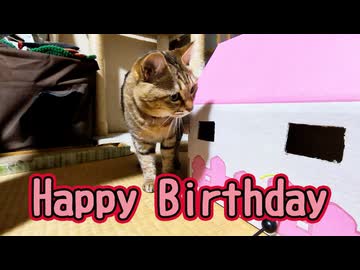 おかげさまで８歳になりました【元野良猫】【野良猫】