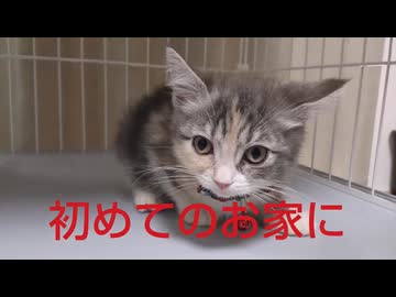はじめてお家に来た子猫