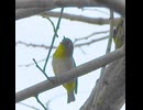 よく鳴くメジロ