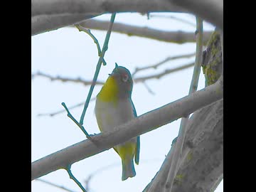 よく鳴くメジロ