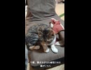 猫が脱走しました