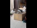 仕事中ねこ