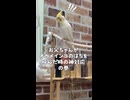 【オカメインコ】お父ちゃんが「はち」を呼んだ時の神対応が凄すぎる件ｗｗ