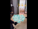 【オカメインコ】尊死！日光浴終わりの4名を呼んだら、健気すぎて画面が滲んだ……