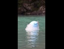 水の中からウパー！