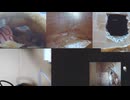 ファンシーラット観察記録① 2026-04-18 09-16-39