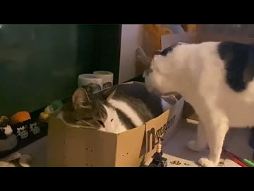ぎゅうぎゅう