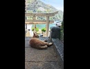 猫島の神社に港近くで出会った猫と参拝してきた