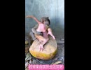 baby monkey 7428