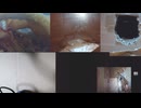ファンシーラット観察記録⑧ 2026-04-18 21-29-47