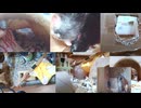 ファンシーラット観察記録⑥ 2026-04-18 15-42-38