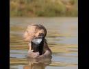 baby monkey 30