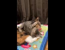 成猫に挑んで返り討ちにあう子猫