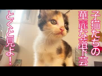 子猫の選択必修科目「落下芸」