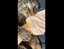 ヘソ天で油断させてから噛み付くゆき