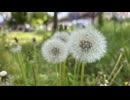 埼玉県羽生市に潜入 - 2026419(日) 1002開始