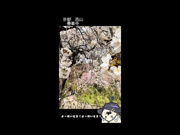 【お写んぽ！！】善峯寺の桜