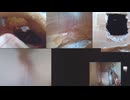 ファンシーラット観察記録③ 2026-04-20 16-44-27