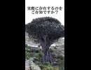 竜血樹を知っていますか？