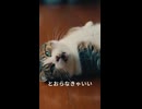 猫　とおらなきゃいい。