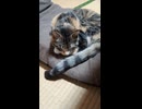 おやすみ猫