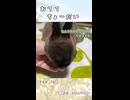 【うさぎ 13歳】おててちょーだい