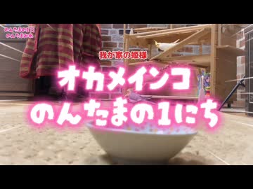 【紅一点の女王】おやつはボーイズの真ん中で陣取る！お父ちゃん帰宅で豹変するのんたまの極甘日常。