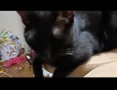 落ちついたこま