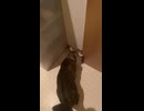 城門突破チャレンジ