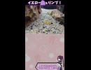 イエローシュリンプをお迎えしたぞ！！