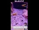 ブラックネオンテトラと反省！！