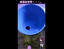 ムラクモカノコ貝がやってきた！！
