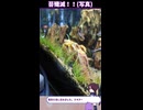 エビにはオトシンクルスを！！