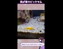 エビが減ったり増えたり！！
