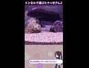 ヒナハゼさんがやってきた！！