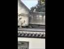 壁に挑むハチワレ子猫＿ショート用