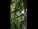 FPV drone in jungle warfare.