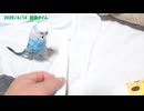 セキセイインコのくう 放鳥タイム20260414