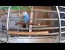 お留守番中のセキセイインコのくうちゃんのおしゃべり20260418