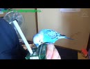 セキセイインコのくう 仕事前の放鳥タイム20260418