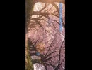 ある日の情景ショートMV