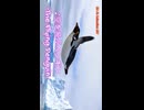 空を飛ぶペンギン ショート実写風MV